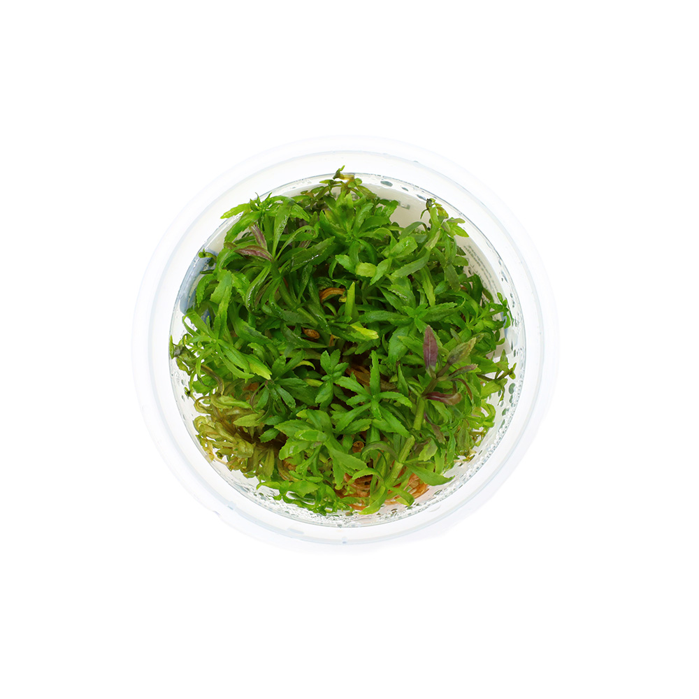 Limnophila Aromatica Red In Vitro Kubek 5cm Roślina do Akwarium Słodkowodnego